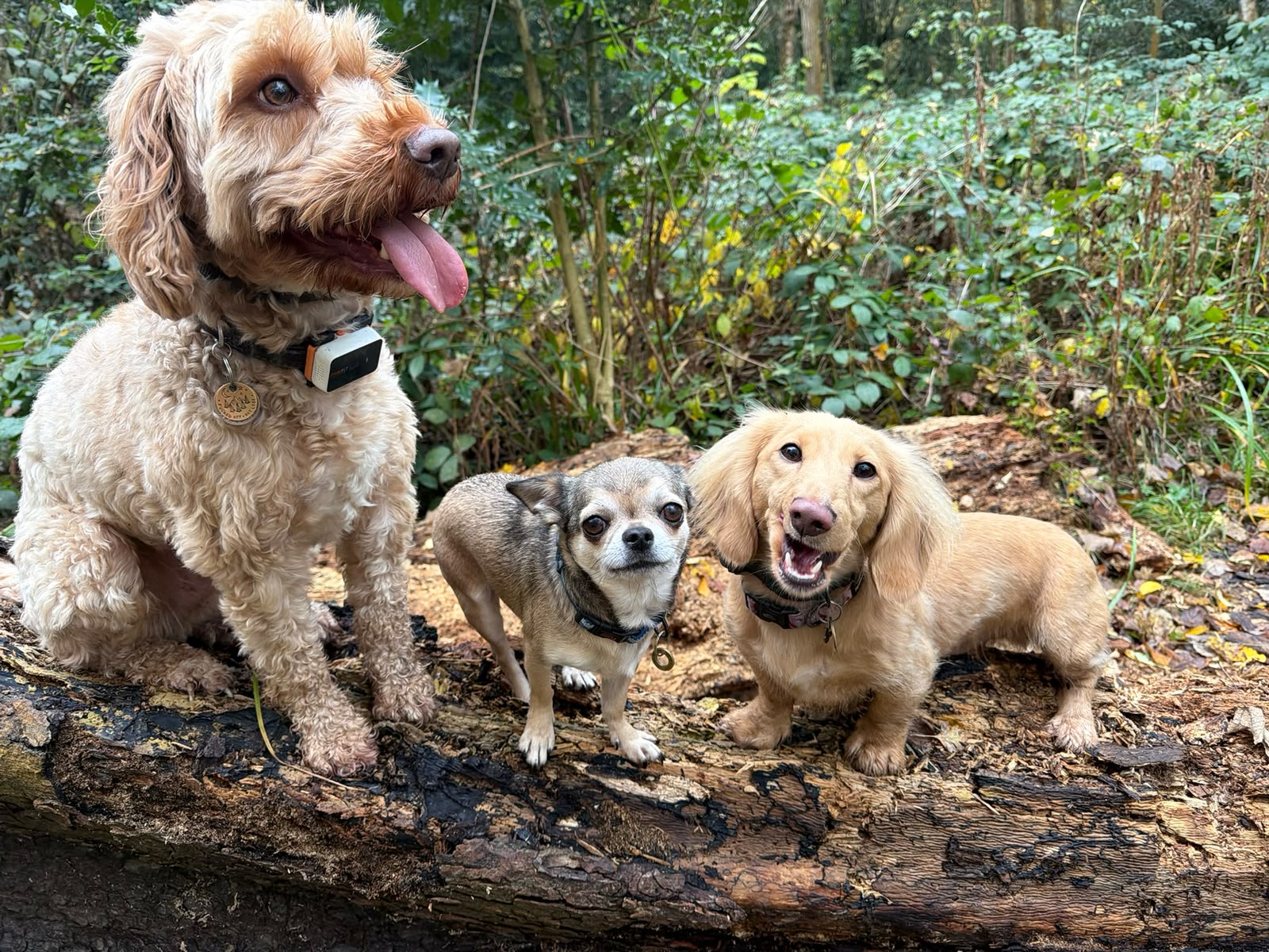 Small dogs from the community